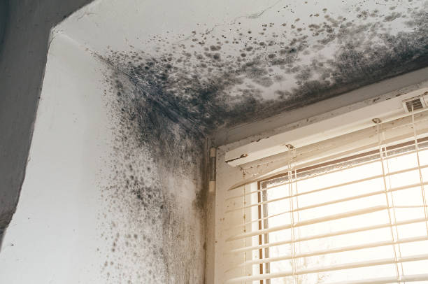 Affordable Mold Remediation solutions in Millstone Township, NJ